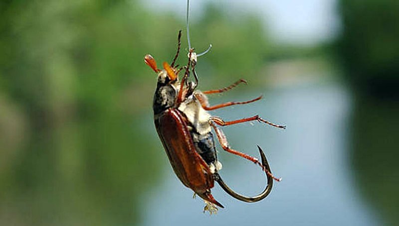 Как ловить на майского жука