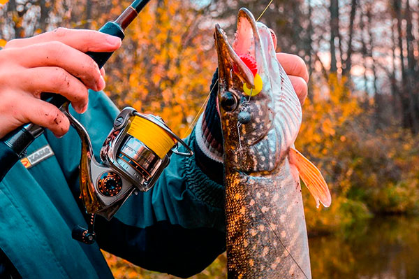 Рыбалка в октябре: как и какую рыбу ловить 