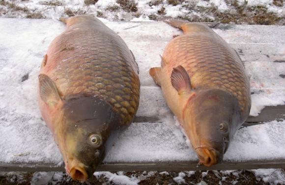 Зимняя рыбалка: Техника ловли карпа зимой 